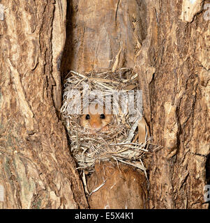 Hazel Dormouse (Muscardinus Avellanarius) in das nest Stockfoto