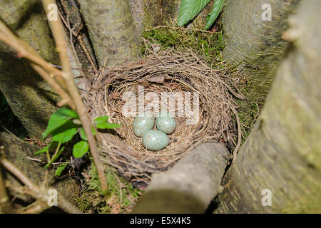 Drei Blackbird Eiern und Nest auf einem Naturschutzgebiet in der Landschaft Herefordshire UK Stockfoto