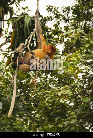 Rüssel Affen (Nasalis Larvatus) Bako Nationalpark Sarawak Borneo Stockfoto
