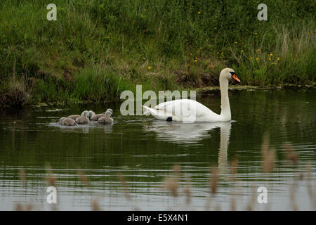 Mutter und Cygnets schwimmen auf den Norfolk Broads Stockfoto