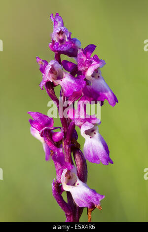 Frühe lila Orchidee (Orchis Mascula) Stockfoto