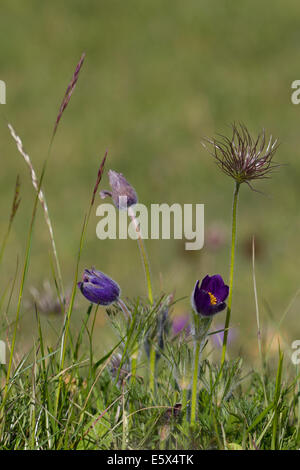 Gemeinsamen Kuhschelle (Pulsatilla Vulgaris) Stockfoto