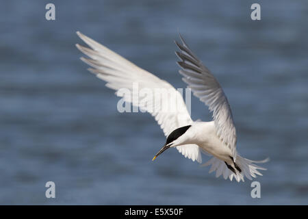 Sandwich-Tern (Thalasseus Sandvicensis) schweben Stockfoto
