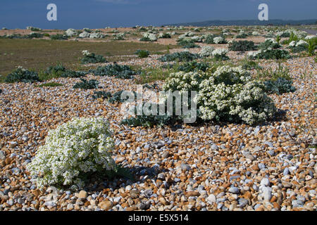 Meerkohl (Crambe Maritima) auf einem Kiesstrand Stockfoto