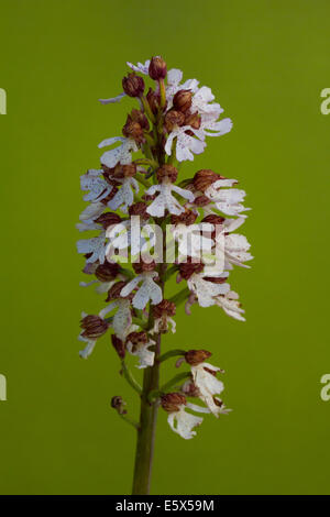 Lady Orchidee (Orchis Purpurea) Stockfoto