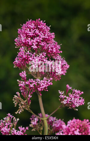 Roter Baldrian (Centranthus Ruber) Blume Stockfoto