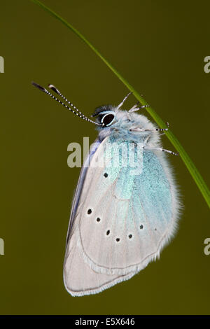 Grün-Unterseite blau (Glaucopsyche Alexis) Stockfoto