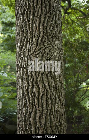 Sassafras Baumstamm auf die Brooklyn Botanic Garden, Brooklyn, NY. Stockfoto