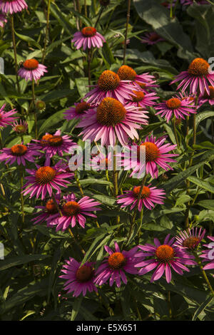 Echinacea oder Mais Blumen gesagt zu haben medizinische Qualitäten für das menschliche Immunsystem gut. Echinacea ist ein Kraut. Mehrere Bienen bestäuben die Blüten Stockfoto