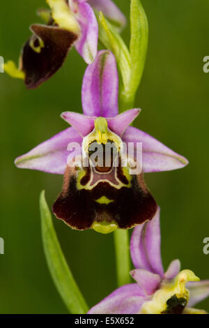 Späten Spider Orchid (Ophrys Fuciflora) Stockfoto