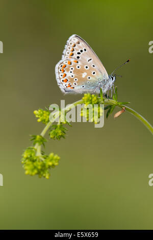 Adonis Blue (Lysandra Bellargus) Schmetterling Stockfoto