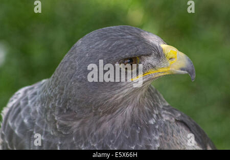 Große Größe Eagle Inn im Boden Stockfoto