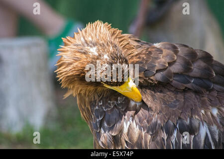 Große Größe Eagle Inn im Boden Stockfoto