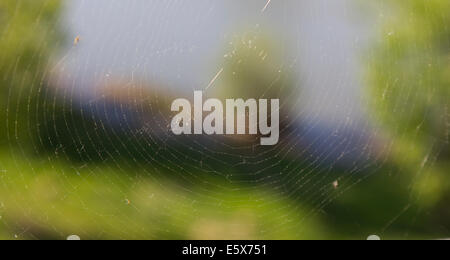 feine Webhintergrund mit Vegetation von hinten Stockfoto