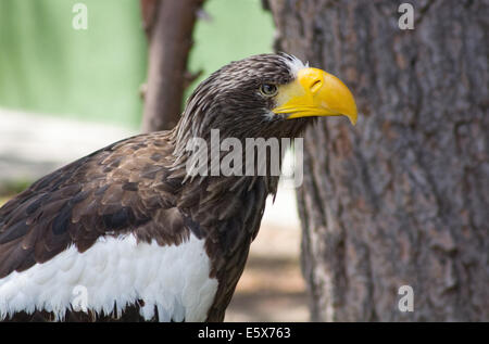 Große Größe Eagle Inn im Boden Stockfoto