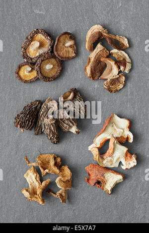 Fünf Sorten von getrockneten Pilzen: Shiitake, Steinpilze, Morcheln, Igel, Hummer Stockfoto
