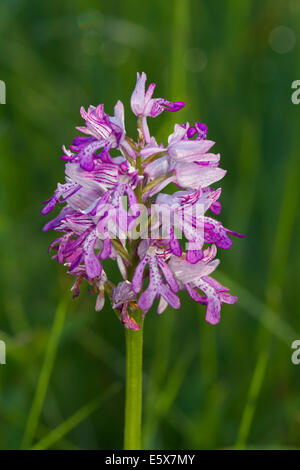 Militärische Orchidee (Orchis Militaris) Stockfoto