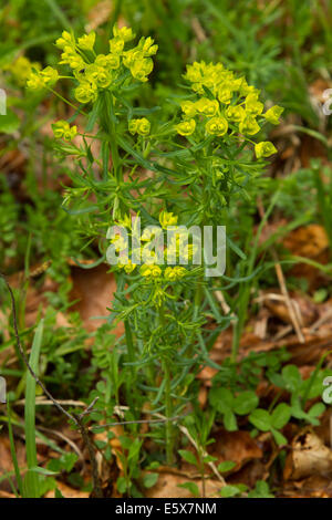 Zypressen-Wolfsmilch (Euphorbia Cyparissias) Stockfoto