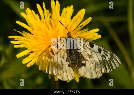 Getrübte Apollo (Parnassius Mnemosyne) Fütterung auf einem Löwenzahn Stockfoto