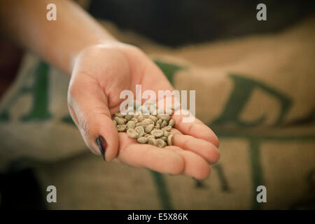 Nahaufnahme von Frauenhand mit rohen Kaffeebohnen in café Stockfoto