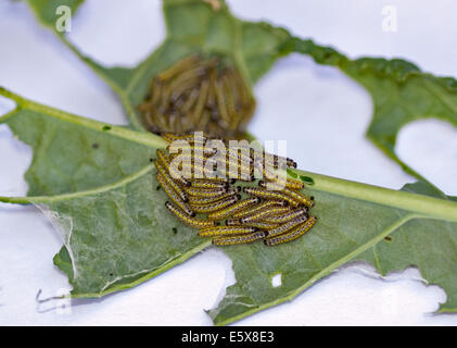 Kohl weiß Schmetterling Raupen (Pieris Brassicae) Essen ein Cavolo Nero-Blatt Stockfoto