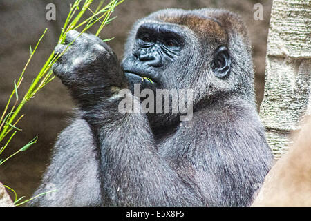 graue Rückseite Gorilla eine Niederlassung Essen Stockfoto