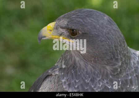 Große Größe Eagle Inn im Boden Stockfoto