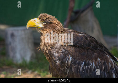 Große Größe Eagle Inn im Boden Stockfoto