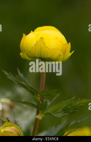 Globeflower (Trollblume Europaeus) Stockfoto