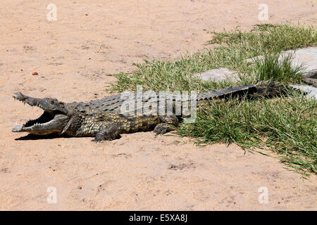 Ein großes Krokodil posiert für ein Foto, wie er seine nachmittags Mittagessen von den Rangers erwartet. Stockfoto
