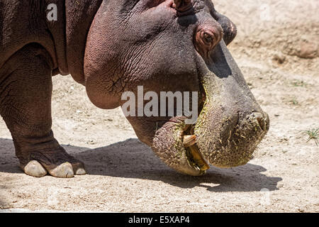 Afrikanische Flusspferd auf Nahrungssuche Stockfoto