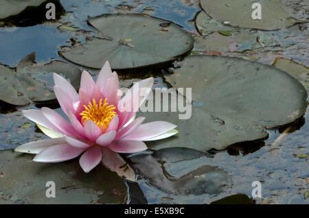 Wasser-Lilie, Nymphaea Sp. Stockfoto