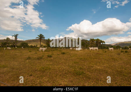 Zebu-Rinder neben Alto Paraiso Brasilien Stockfoto