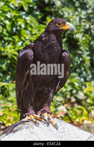 Große Größe Eagle Inn im Boden Stockfoto