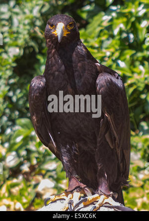 Große Größe Eagle Inn im Boden Stockfoto