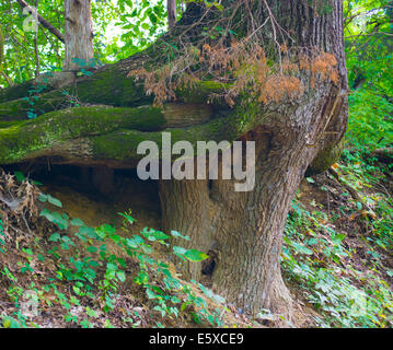 Eine ungewöhnliche Baumwurzel Stockfoto