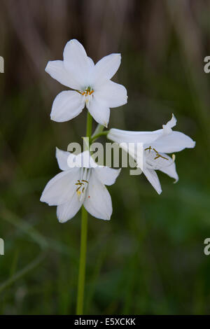 St-Bruno Lily (Paradisea Liliastrum) Stockfoto