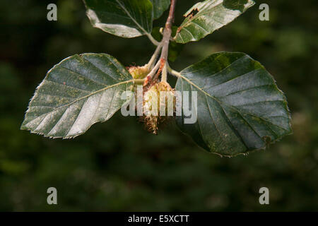 Buche-Mast auf Baum Stockfoto