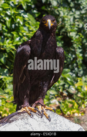 Große Größe Eagle Inn im Boden Stockfoto