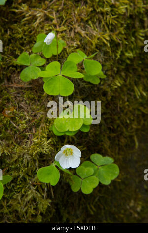 Sauerklee (Oxalis Acetosella) Stockfoto