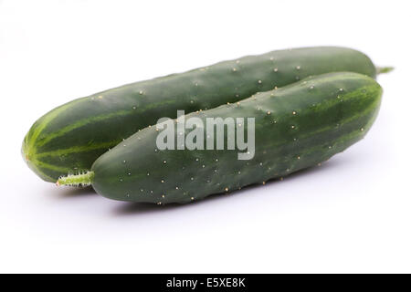 Cucumis Sativus "Marketmore". Zwei frisch geerntete Gurken auf einem weißen Hintergrund. Stockfoto