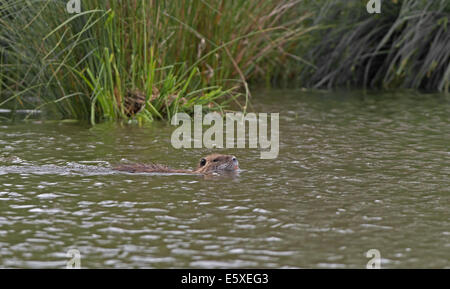 Erwachsenen Nutria, Nutrias (Biber brummeln) schwimmen. La Brenne Nationalpark, Frankreich. Stockfoto