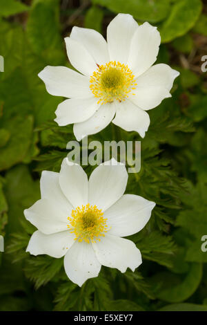 Alpen-Kuhschelle (Pulsatilla Alpina Alpina) Stockfoto