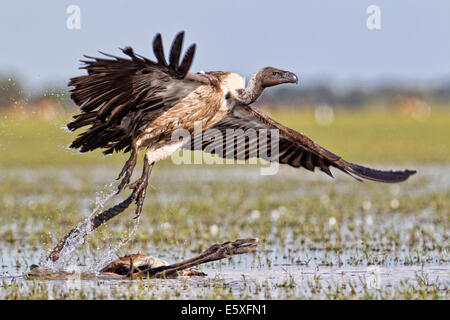 Weißrückenspecht Geier (abgeschottet Africanus) aufräumen und ernähren sich von Lechwe Schlachtkörper in Bangweulu, Sambia. Stockfoto