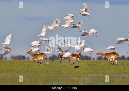 Bangweulu Feuchtgebiete, Sambia, ist einer der besten Orte, um die Beflockung Vögel sehen und der einzige Ort, schwarze Letschwe zu sehen. Stockfoto