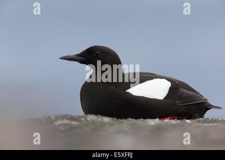 Black Guillemot, Cepphus Grylle ruht auf einem Felsen Stockfoto