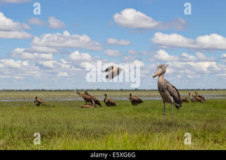 Schuhschnabel (Balaeniceps Rex) und Weißrückenspecht Geier (abgeschottet Africanus) sind ungewöhnliche Gefährten, aber diese Schuhschnabel wurde als gerettet Stockfoto