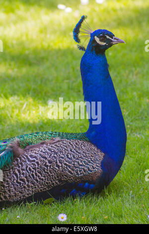 Royal blaue Pfau Hals ruht in einem Garten Stockfoto