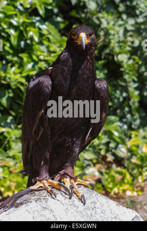 Große Größe Eagle Inn im Boden Stockfoto