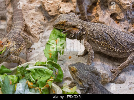 Eidechse ariden Gebieten Stockfoto